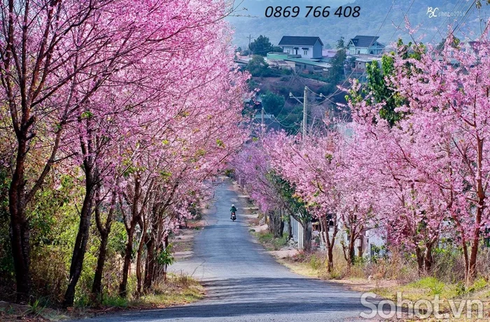 Tranh phong cảnh-Gạch tranh hoa đào - Hà Nội - SoHot.vn