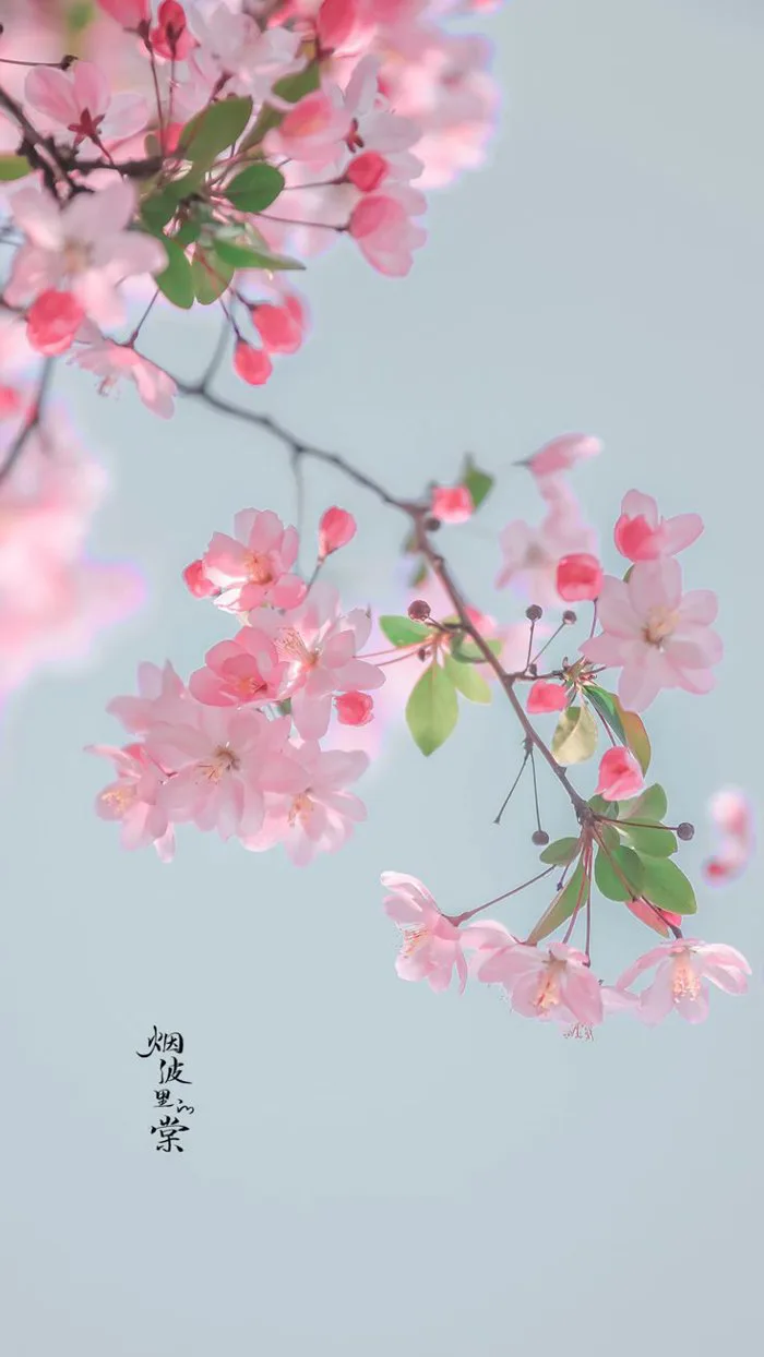 Hình nền hoa anh đào 4K