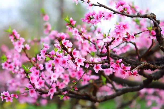 Hình ảnh hoa đào ngày Tết: Biểu tượng sắc xuân và tài lộc