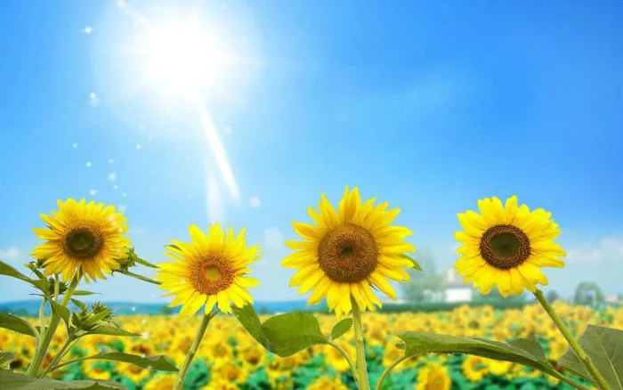 Tổng hợp hình nền hoa Hướng Dương đẹp