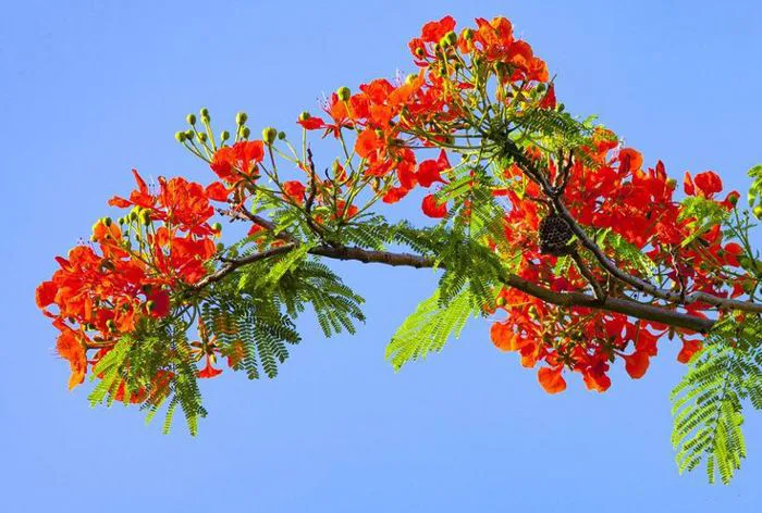 Hình ảnh hoa phượng đẹp nhất