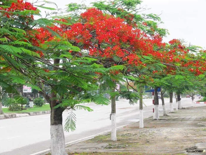 Phượng đỏ-Một sắc duyên Hải Phòng