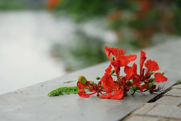 Ngắm hoa phượng nở rực trời Hà Nội những ngày vào hạ