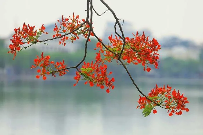 99+ Hình nền ảnh hoa phượng ấn tượng, độc đáo màu đỏ rực