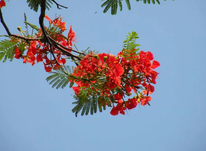 hoa phượng đỏ