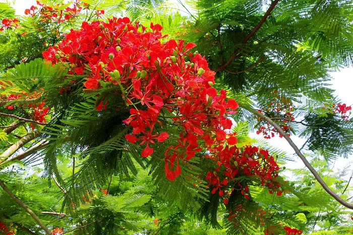 Hình ảnh tuyệt vời về vẻ đẹp của hoa phượng vĩ đỏ