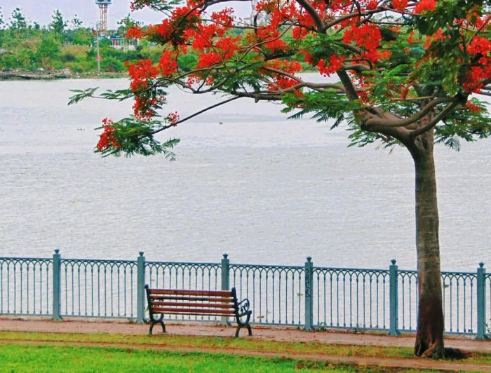 Mê mệt với những bộ ảnh hoa phượng đỏ rực tuyệt đẹp và thơ mộng