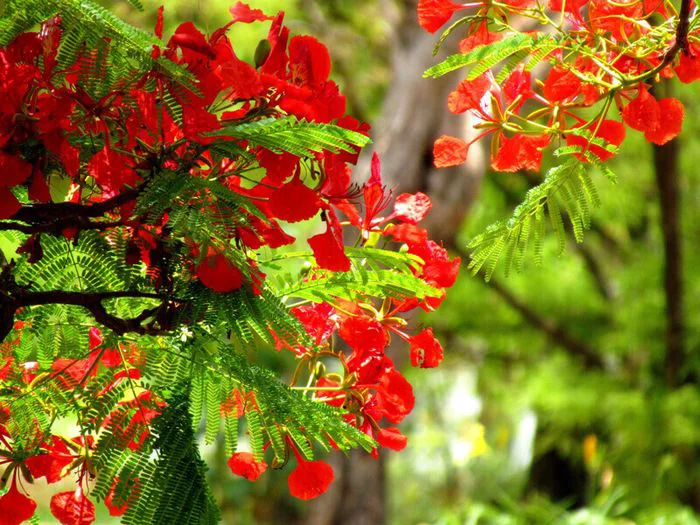 Hoa phượng vĩ đỏ nở rực rỡ, tạo nên những cảnh sắc tuyệt đẹp mà ai cũng  phải ngắm nhìn. Những hình ảnh về hoa phượng vĩ luôn gợi nhắc về một