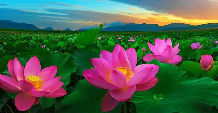 anh-phong-canh-hoa-sen-1