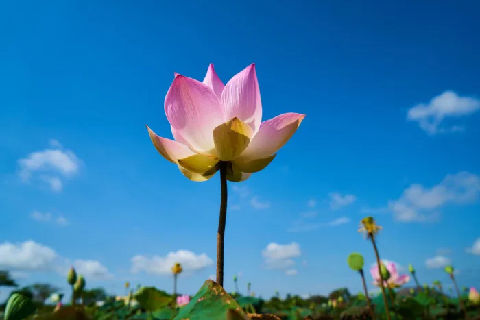 hình ảnh : phong cảnh, thiên nhiên, đám mây, thực vật, Bầu trời, cánh đồng,  Cánh hoa, mùa hè, Mùa xuân, Vĩ mô, Thực vật học, vườn, Hồng, Hoa sen  thiêng, Nhà