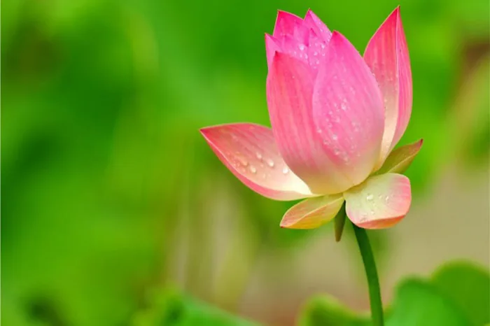 Hình ảnh hoa sen đẹp nhất: Ý Nghĩa & BST ảnh chất lượng cao