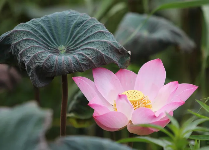 Hơn 60000 ảnh Thiên Nhiên và Hoa Sen miễn phí - Pixabay