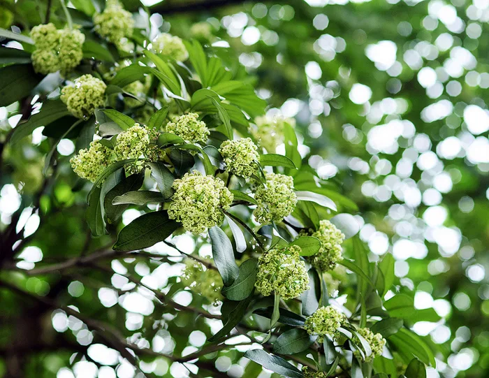 Tình em nồng nàn như hương hoa sữa - Báo Người Lao Động