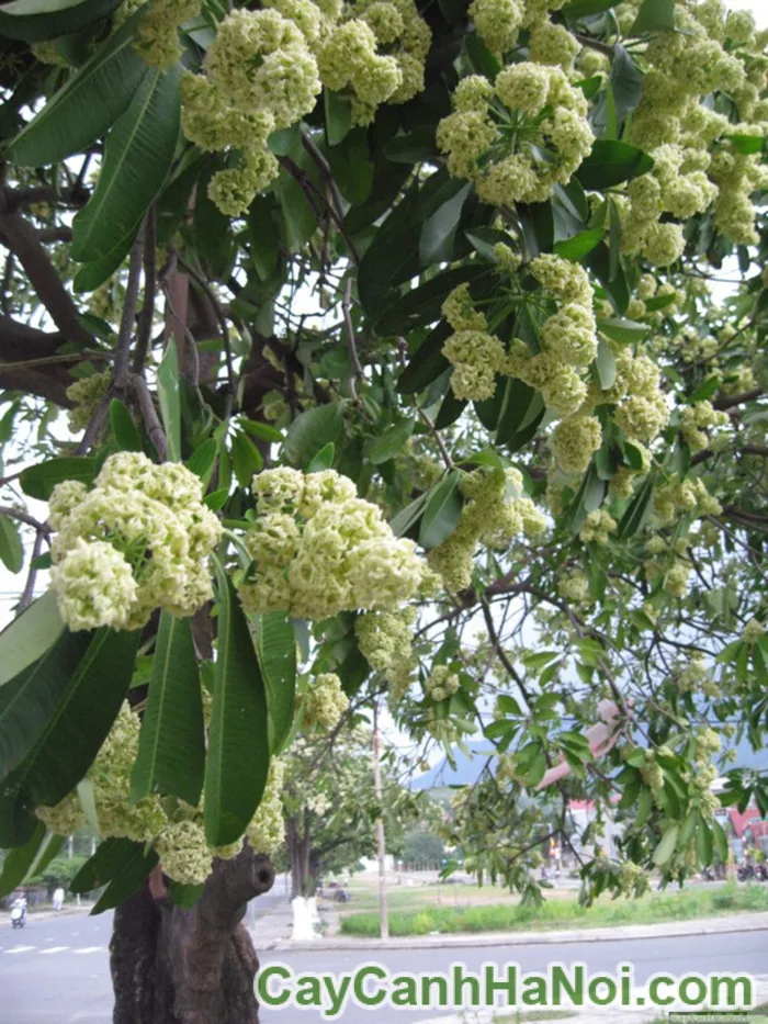 Cây Hoa Sữa