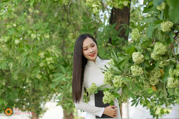 Hình ảnh hoa sữa mùa thu Hà Nội