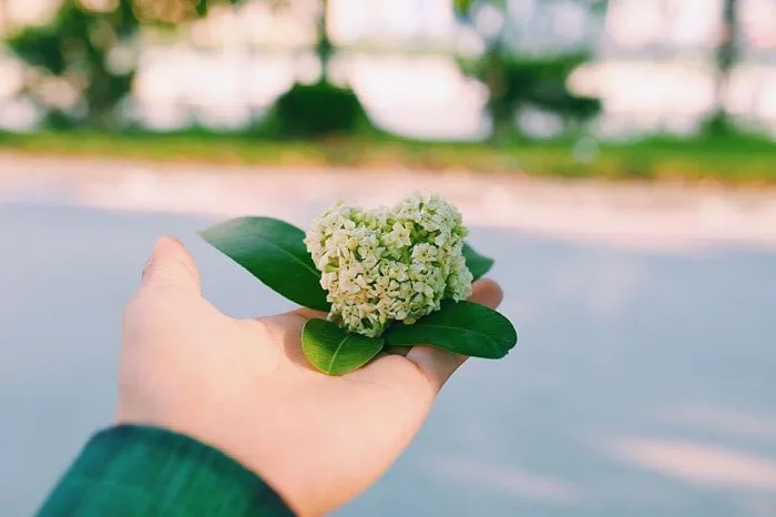 Những con đường hoa sữa ở Hà Nội đẹp nên thơ, lãng mạn