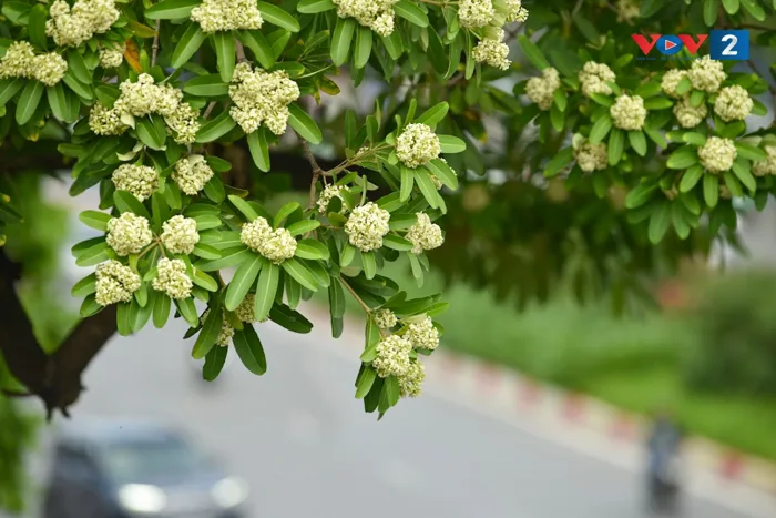 ảnh] Hà Nội nồng nàn hương hoa sữa | VOV2.VN