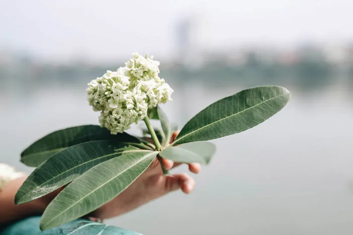 Hình ảnh hoa sữa đẹp