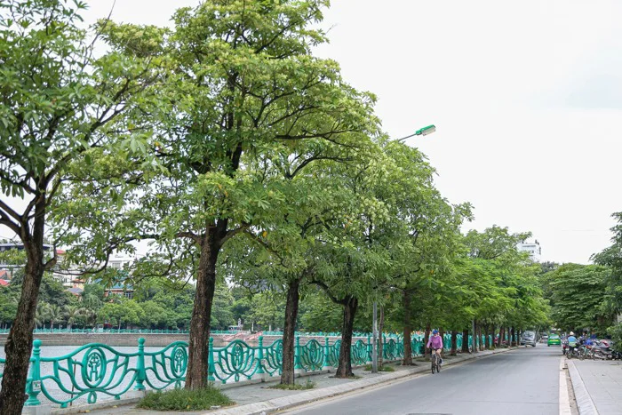 Những điểm check-in siêu xịn cùng hoa sữa 