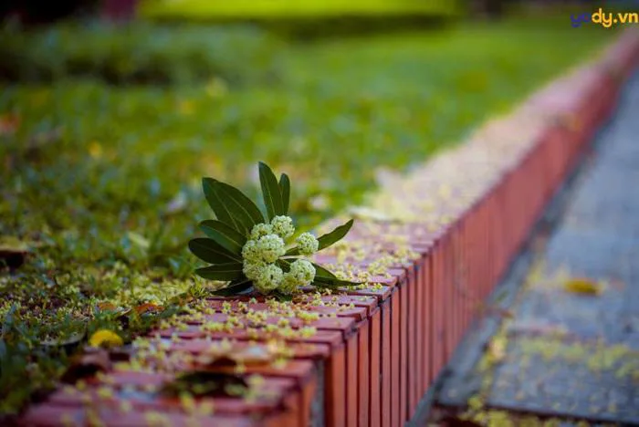 50+ Hình ảnh hoa sữa đẹp nhất nồng nàn giữa trời thu Hà Nội | Yody