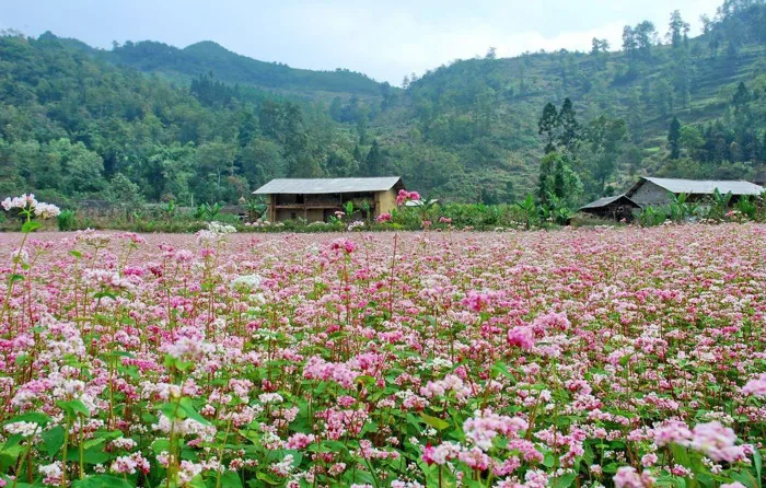 Ngỡ ngàng” trước vẻ đẹp mùa hoa tam giác mạch Đông Bắc