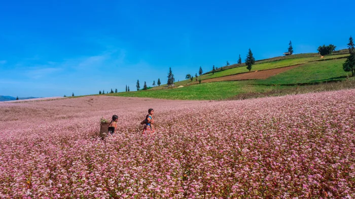 Mùa tam giác mạch nở rộ đẹp mê hồn tại Suôi Thầu - Hà Giang thu hút du  khách thập phương