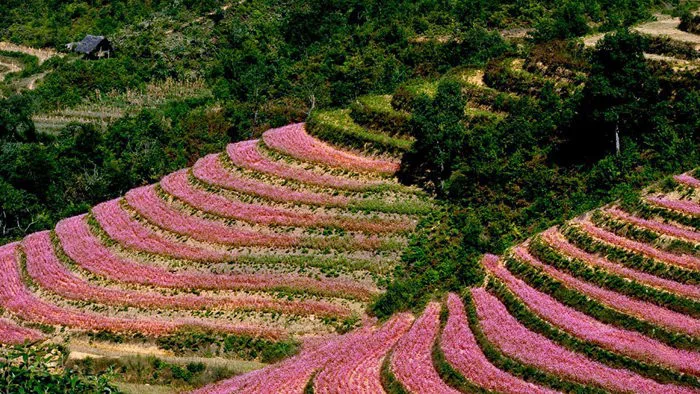 Hà Giang mùa hoa tam giác mạch – Vẻ đẹp rực rỡ cuối năm - VietTourist -  Chuyên tổ chức tour du lịch chất lượng cao