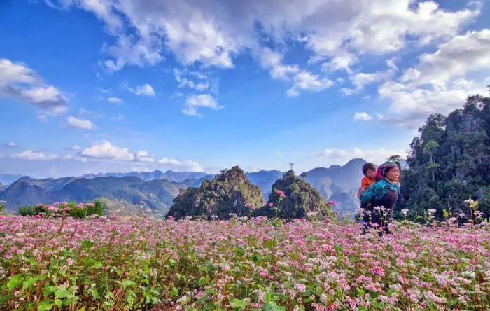 Những điểm chụp hoa tam giác mạch đẹp nhất ở Hà Giang | Dulich24.com.vn