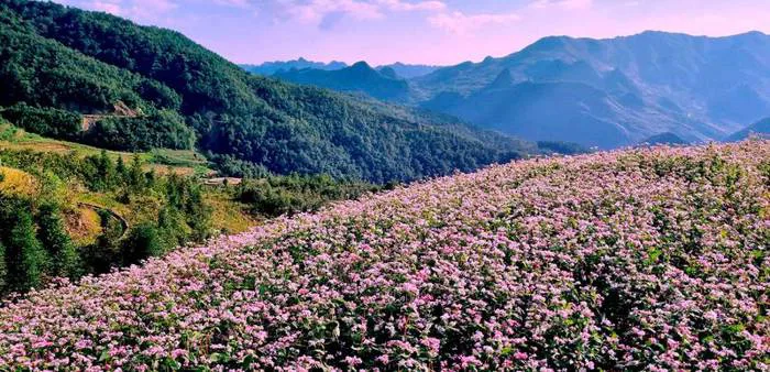 Hoa tam giác mạch: Khám phá vẻ đẹp của loài hoa biểu tượng ở Hà Giang