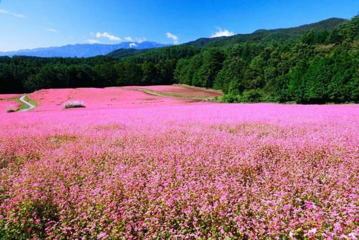 Cánh đồng hoa tam giác mạch: Vẻ đẹp mê hồn ở cao nguyên đá | Green SM