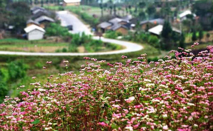 Hà Giang mùa hoa tam giác mạch tím hồng một góc trời - Vntrip.vn