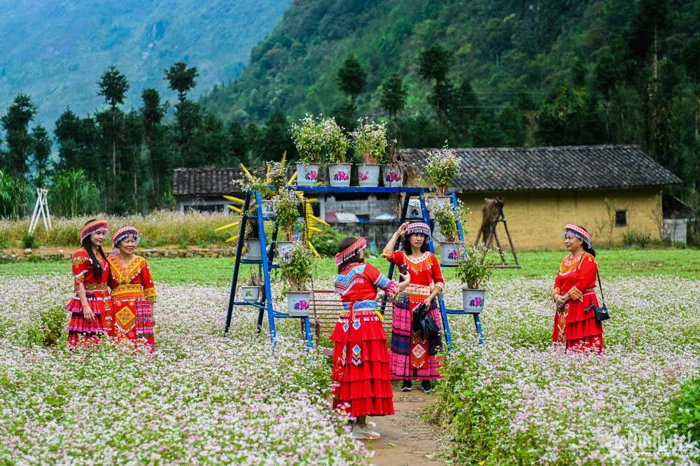 Du khách thi nhau săn ảnh mùa hoa tam giác mạch Hà Giang - Báo An Giang  Online