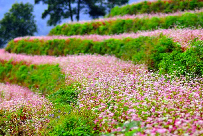 Ngất ngây với những thảm hoa tam giác mạch ở Hà Giang