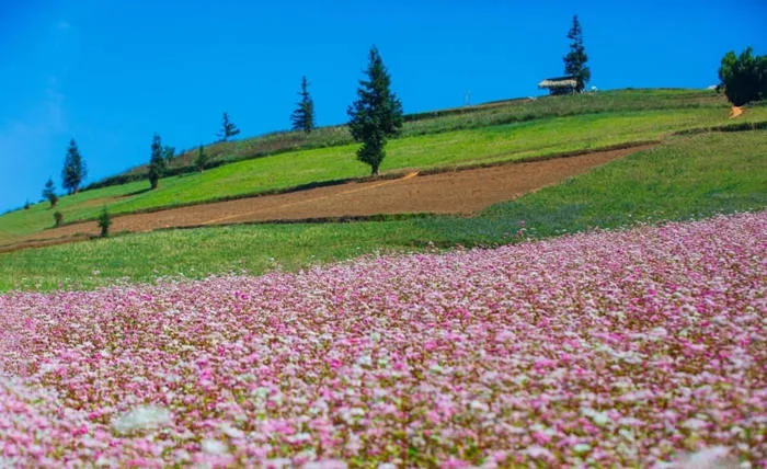 Cánh đồng hoa tam giác mạch: Vẻ đẹp mê hồn ở cao nguyên đá | Green SM