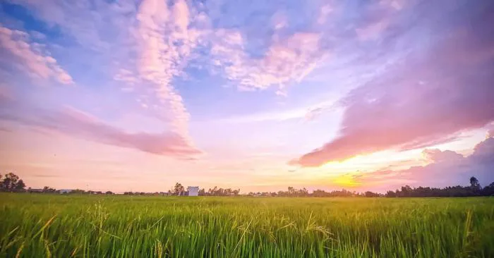 Tổng hợp hình nền ảnh đồng quê Việt Nam đẹp nhất