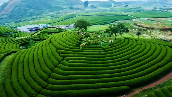 HÀ NỘI – MỘC CHÂU – HÀ NỘI (Tết dương lịch ngày 2 & 3/1) (Mùng 2,3,4,5 âm  lịch) - Tour Sinh Cafe Hà Nội