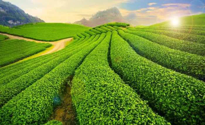 Tour Du lịch Mộc Châu 1 ngày - Kavo Travel
