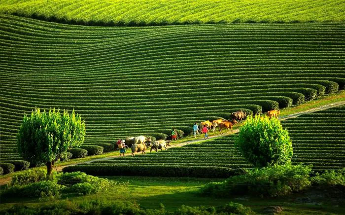 Kinh nghiệm du lịch Mộc Châu - khám phá 