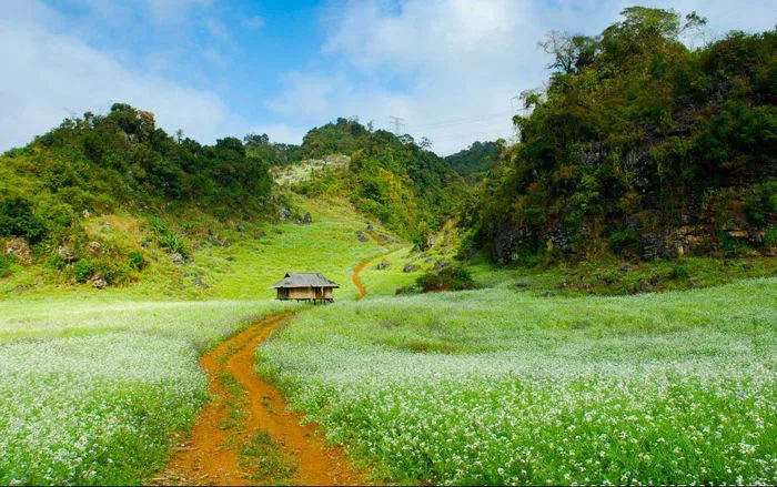 Kinh nghiệm chụp ảnh Mộc Châu đẹp sống ảo [2026]