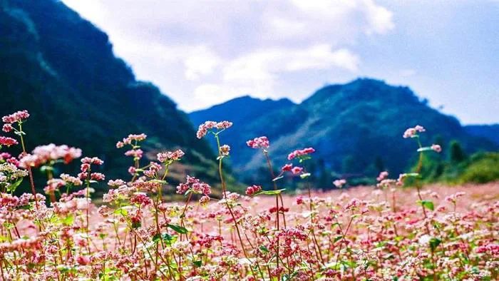 Du lịch Mộc Châu (Sơn La) có gì hấp dẫn, khám phá ngay!