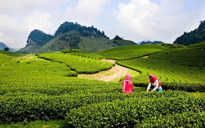 Mộc Châu Sơn La - 