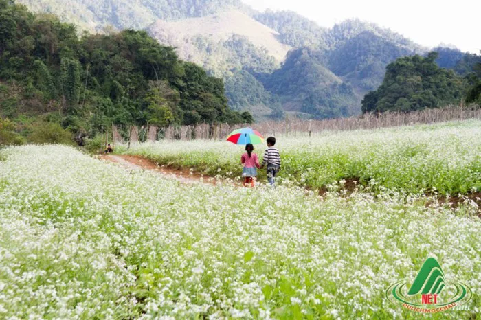 Những cảnh đẹp Mộc Châu Sơn La làm say lòng du khách