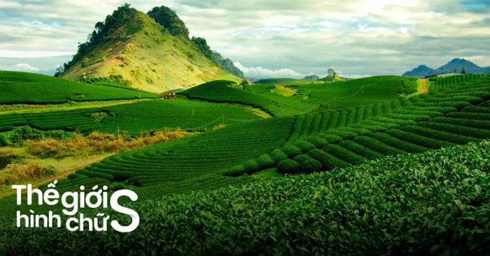 Kinh Nghiệm Du Lịch Mộc Châu Từ A-Z Cho Người Mới - Klook Blog