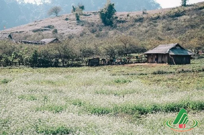 Khám phá nét đẹp đơn sơ, mộc mạc của những thôn bản đẹp say đắm lòng người  tại Mộc Châu