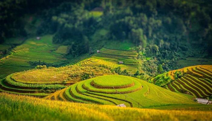 13 Nơi Ngắm Lúa Chín Đẹp Nhất Miền Bắc