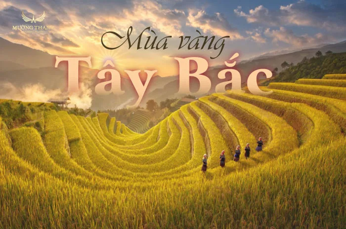 Mùa lúa chín Tây Bắc: Thời điểm vàng ngắm ruộng bậc thang đẹp nhất