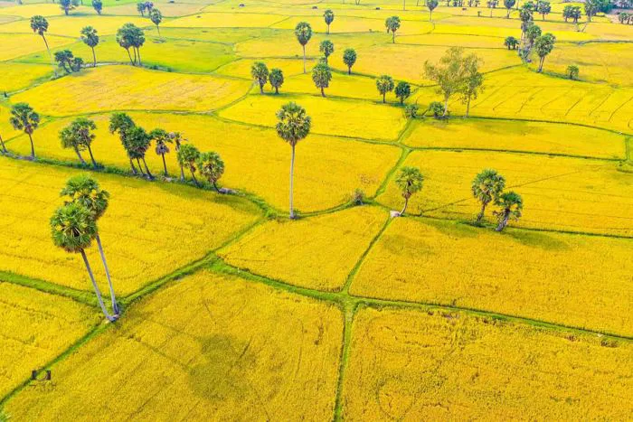Cánh đồng Văn Giáo đẹp như cổ tích mùa lúa chín