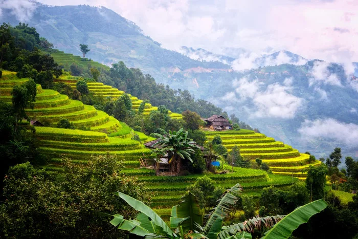Việt Nam tuyệt đẹp mùa lúa chín - iVIVU.com