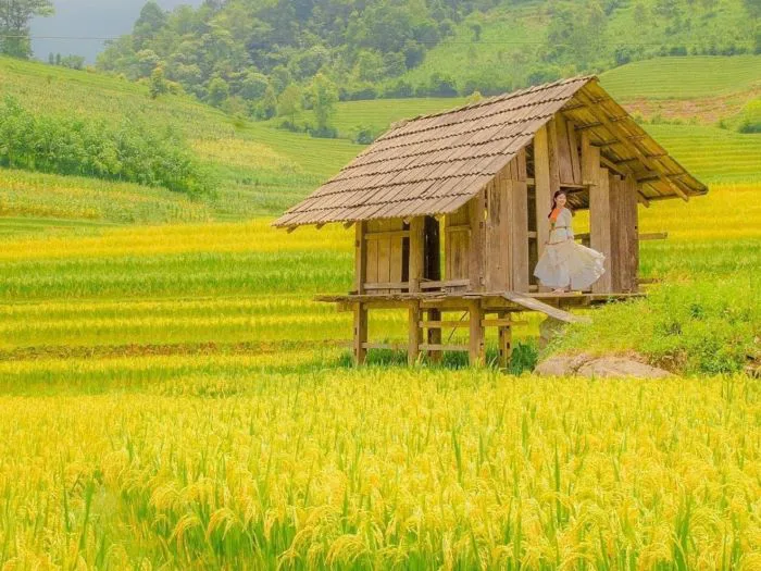 Nậm Cang mùa lúa chín - Cảnh sắc say đắm lòng người