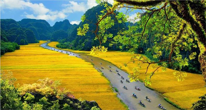 Mùa lúa chín Ninh Bình - Sắc vàng rực rỡ miền di sản